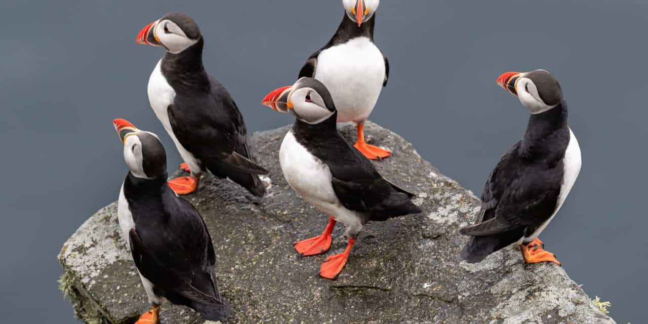 7 Puffin GIfts for people potty about puffins